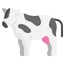 vache