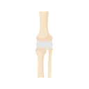 Knee joint