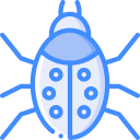 coccinella