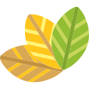 foglie