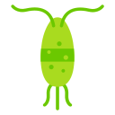 plancton