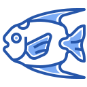 kaiserfisch