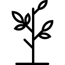 Sapling with Leaves