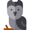 coruja