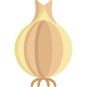 Onion