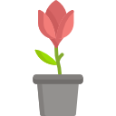 tulipa