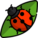 coccinella