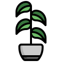 Rubber plant