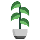 rubberplant