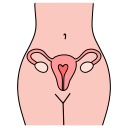 자궁