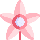 타피오카 꽃