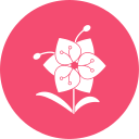 orquídea