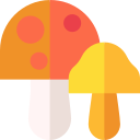 cogumelos