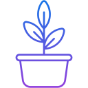 pianta in vaso