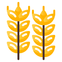 Пшеницы