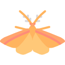 Moth