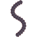 worm