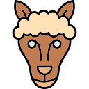 alpaca