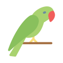pappagallo