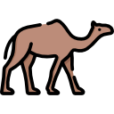 chameau