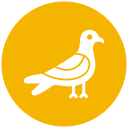 mouette