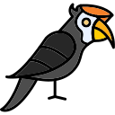 hornbill