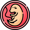 胚