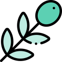oliva