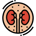 Kidney