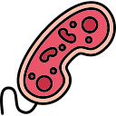 bakteria