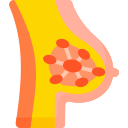 glándula mamaria