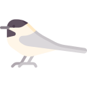 chickadee