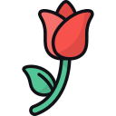 rosa