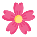 kirschblüte