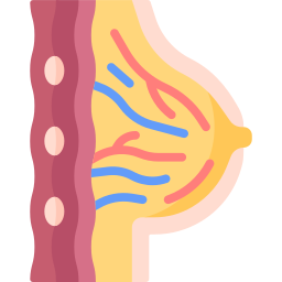 vasos mamários Ícone