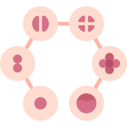 embryo icoon