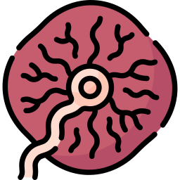 placenta Icône