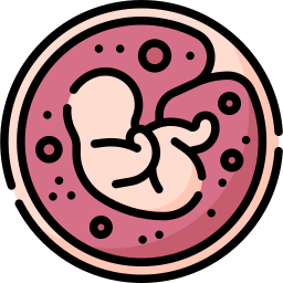 placenta icona