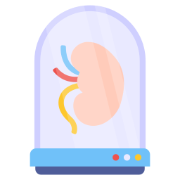 Kidney icon