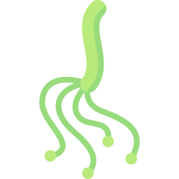 helicobacter pylori icon