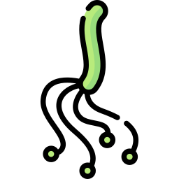 helicobacter pylori Ícone