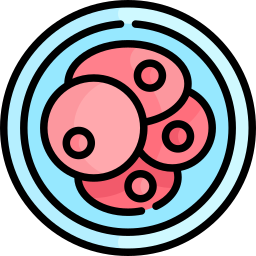 Zygote icon