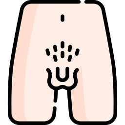 organes génitaux Icône