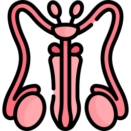 Reproductive system icon