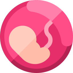 placenta icona