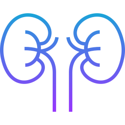 Kidney icon