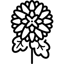 crisantemo icona