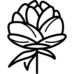 牡丹 icon