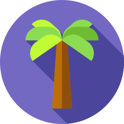 palm icoon