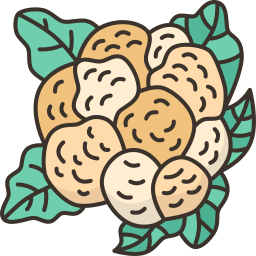 blumenkohl icon